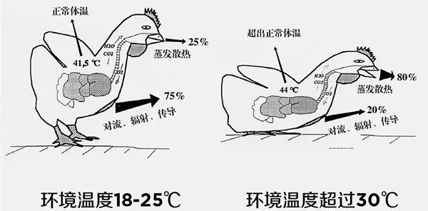 《夏日炎炎，如何為動(dòng)物防暑、降溫》